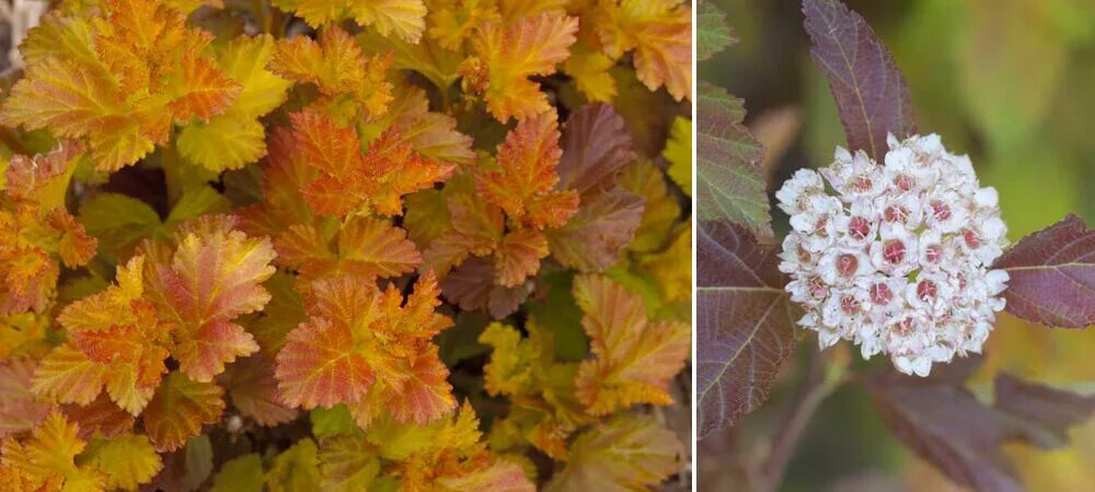 Пузыреплодник осенью фото Пузыреплодник калинолистный Амбер Джубиле/Physocarpus opalifolia Amber Jubilee С