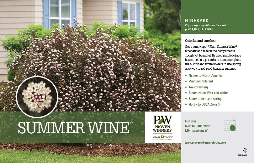 Пузыреплодник саммер вайн фото и описание кустарника Summer Wine ® Physocarpus Benchcard - Spring Meadow Nursery