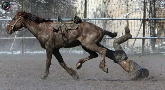 Пьяная лошадь фото Sport accidents Horses, Sports pictures, Horse equestrian