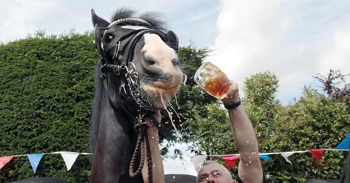 Пьяная лошадь фото Kentucky Derby Beers