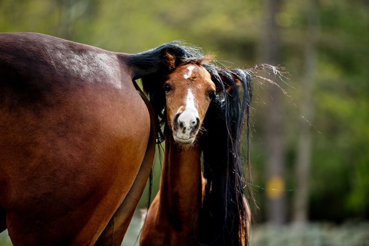 Пьяная лошадь фото Horses & Equestrian Photographer Saratoga Springs - Tracey Buyce Poulains, Poula