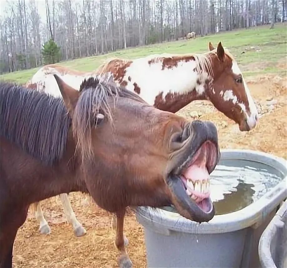 Пьяная лошадь фото Yuk! That didn't taste so good Awkward animals, Funny horse pictures