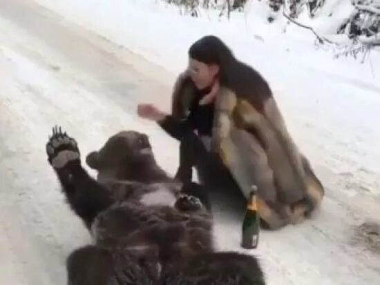 Пьяные медведи фото Британцы осудили видео с мажоркой из России и "пьяным" медведем. Новости дня в м