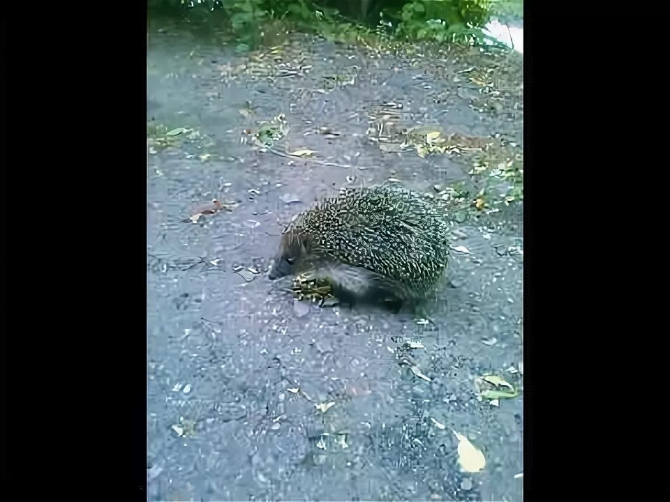 Пьяный ежик дух фото пьяный еж на дороге / drunk hedgehog on the road - YouTube