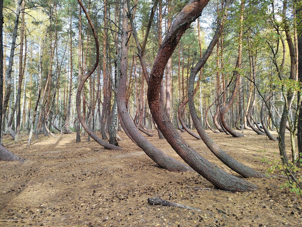 Пьяный лес фото Пьяный лес, woodland, Ryazan Region, Shilovskiy rayon, Tyrnovskoye selskoye pose