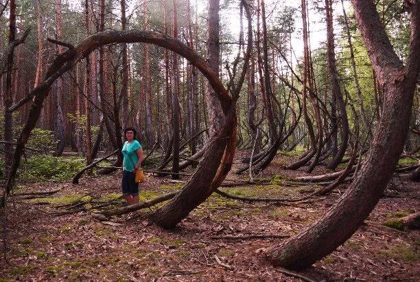 Пьяный лес рязань фото Пьяный лес. Рязанская область - Блог "Гульбарий" - Фотогалерея, фото 17 - MySlo.