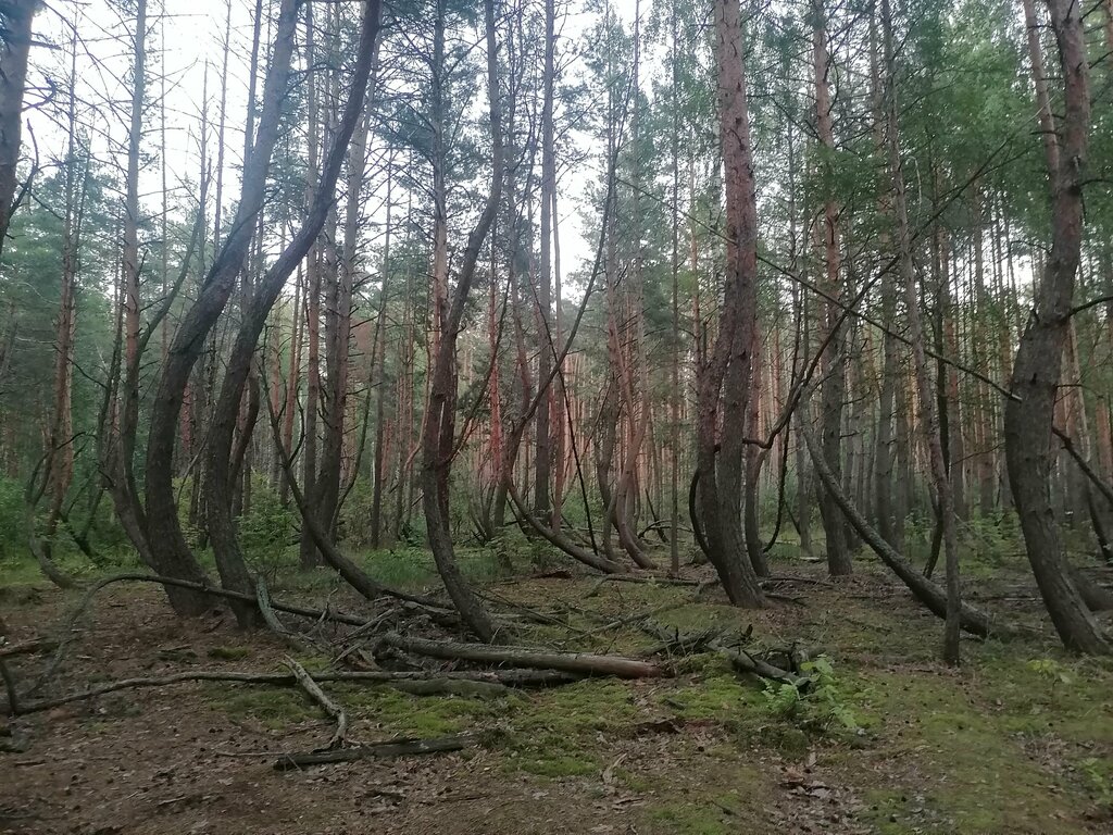 Пьяный лес в шиловском районе фото Пьяный лес, лесной массив, Рязанская область, Шиловский район, Тырновское сельск