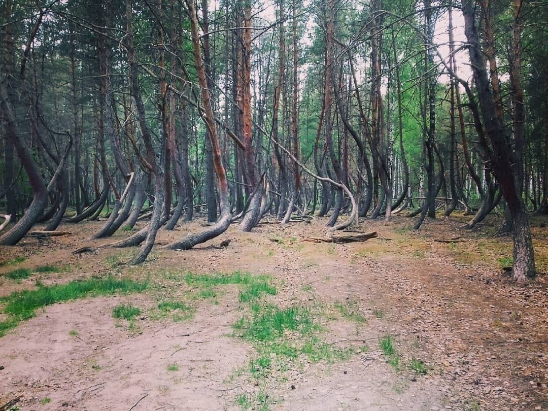 Пьяный лес в шиловском районе фото Пьяный лес в Рязанской области Мыслишки Дзен