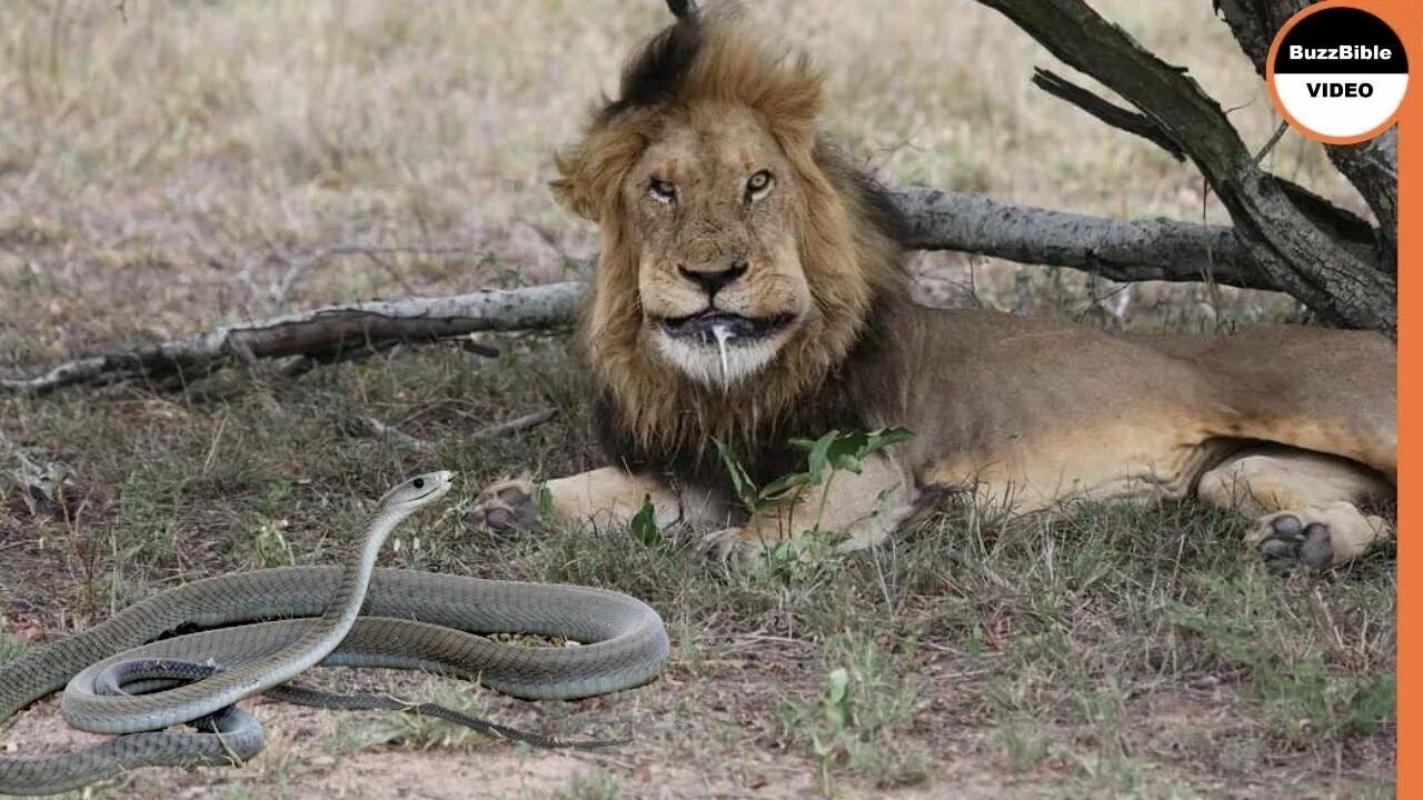 Пьяный лев фото What If a Black Mamba Bites a Lion ? - YouTube