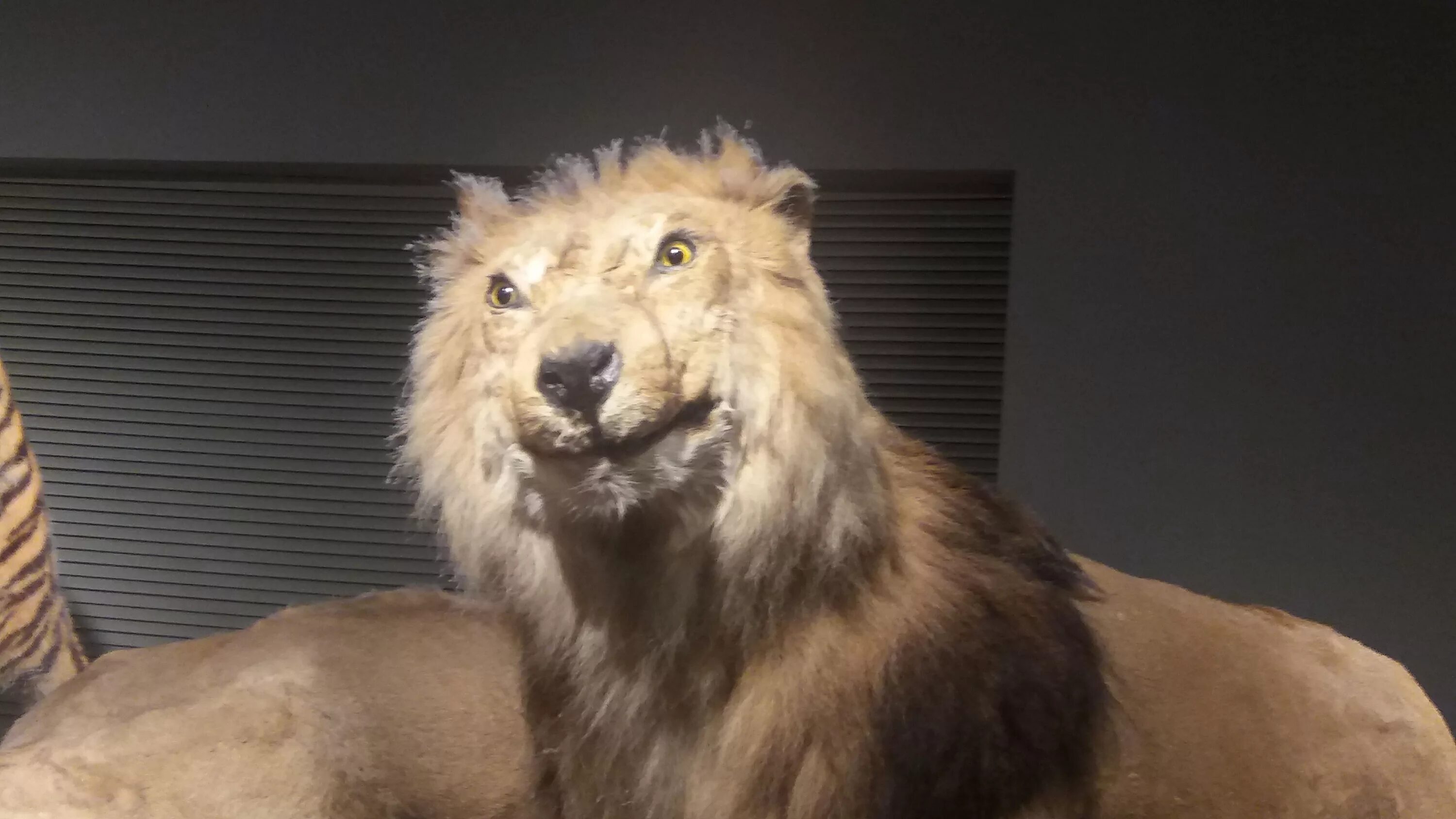 Пьяный лев фото Poorly stuffed lion at a Chinese museum looks like he just caught a whiff of you