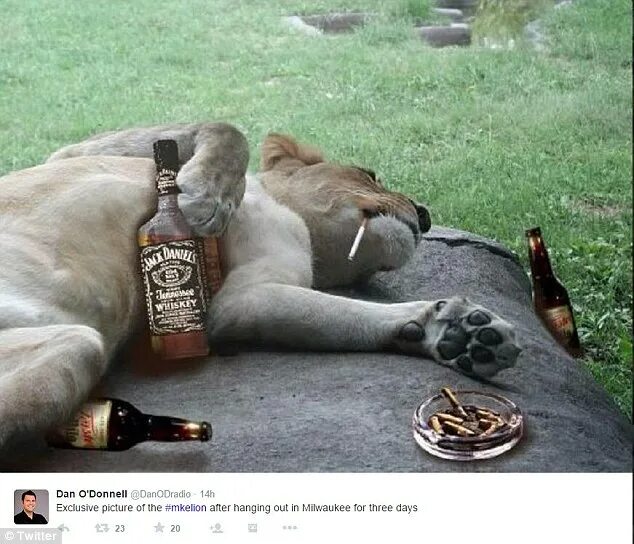 Пьяный лев фото Internet pokes fun at reports that a lion is prowling the Milwaukee streets Dail