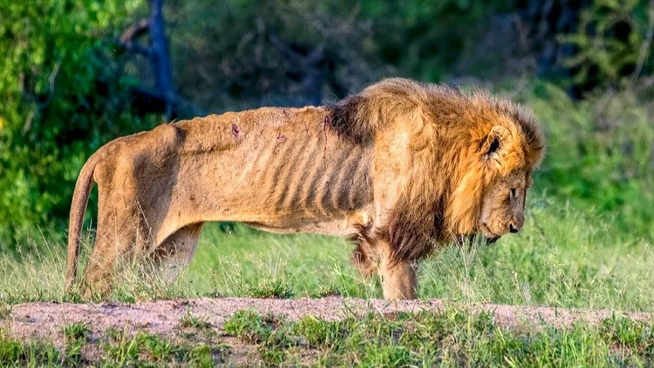 Пьяный лев фото This Is Why Male Lions End Their Lives So Badly - YouTube