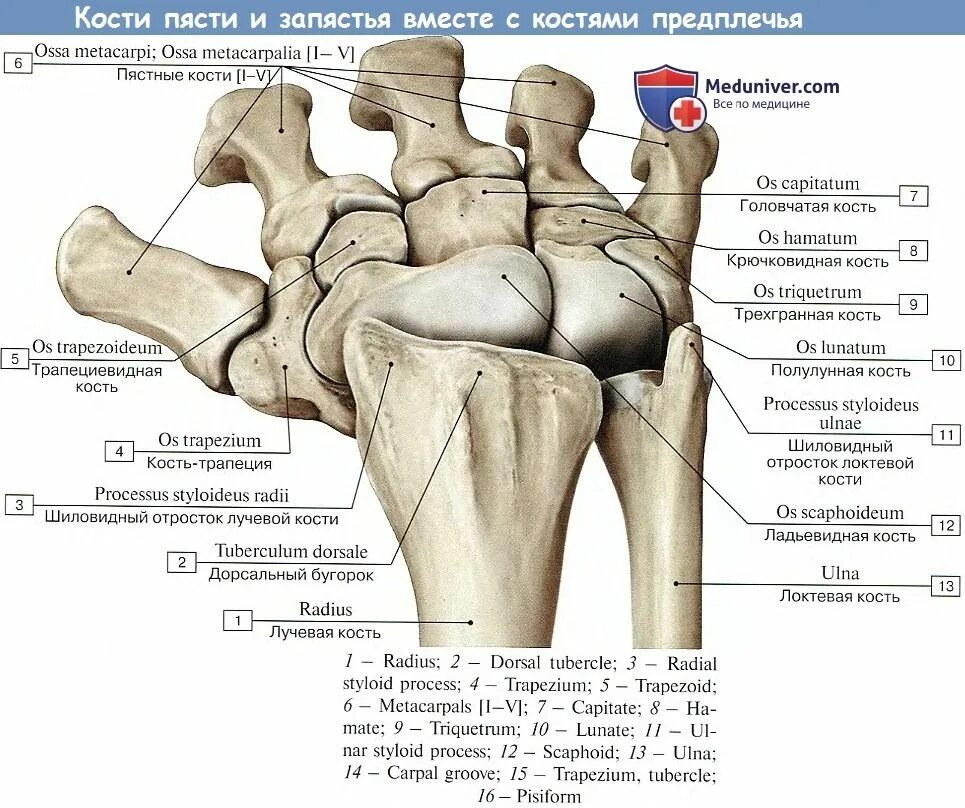 Пястная кость где находится фото Кости пясти и запястья Анатомия, Анатомия сердца, Учащиеся медучилища