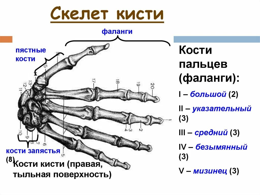 Пястная кость где находится фото Пястная кость правой кисти