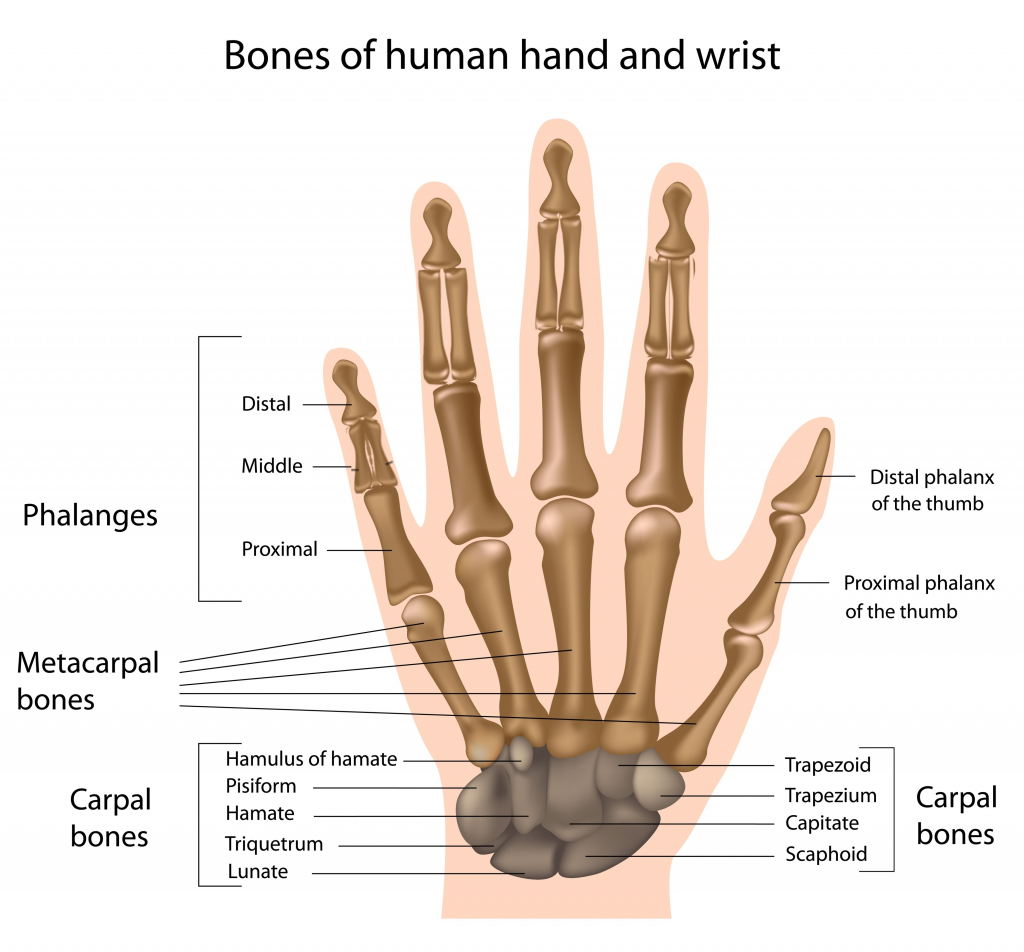 Пястная кость где находится фото weapons - Are wolverine style retractable bone claws possible? - Worldbuilding S