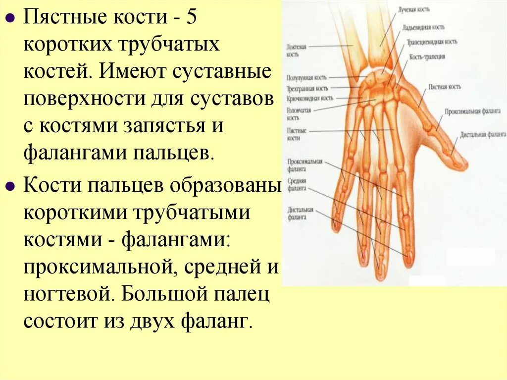 Пястная кость где находится фото Пястная кость какая кость: найдено 90 картинок