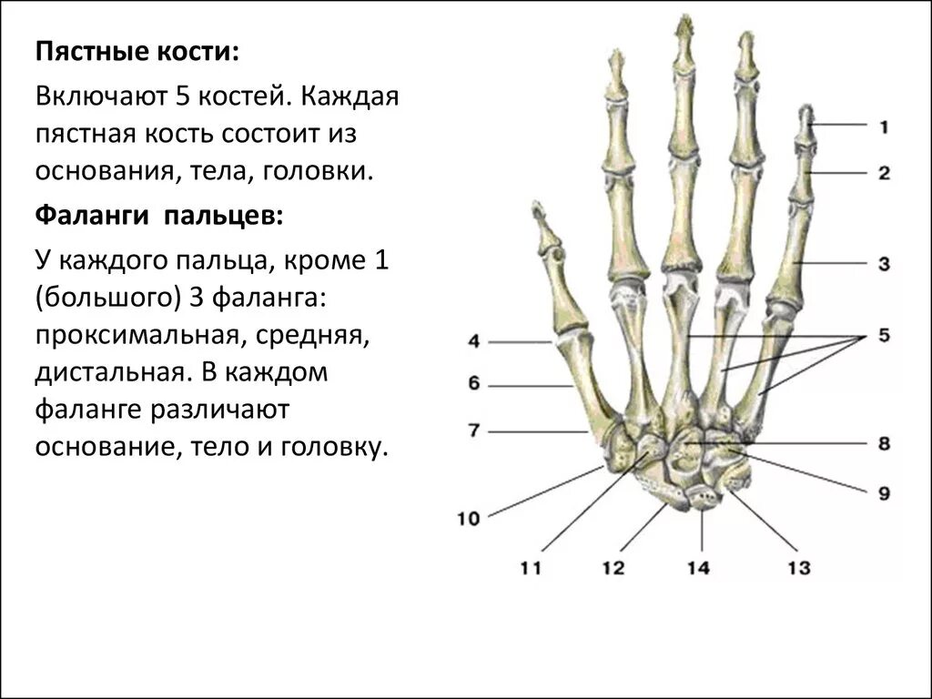 Пястная кость где находится фото Картинки ПЯСТНО ФАЛАНГОВЫЕ СУСТАВЫ СТОПЫ