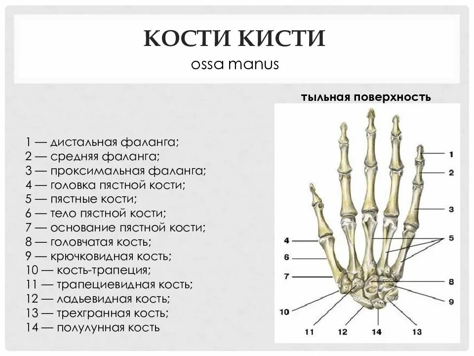 Пястная кость где находится фото Основание 5 пальца кисти