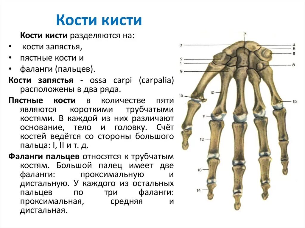 Пястная кость где находится фото Фаланги скелета