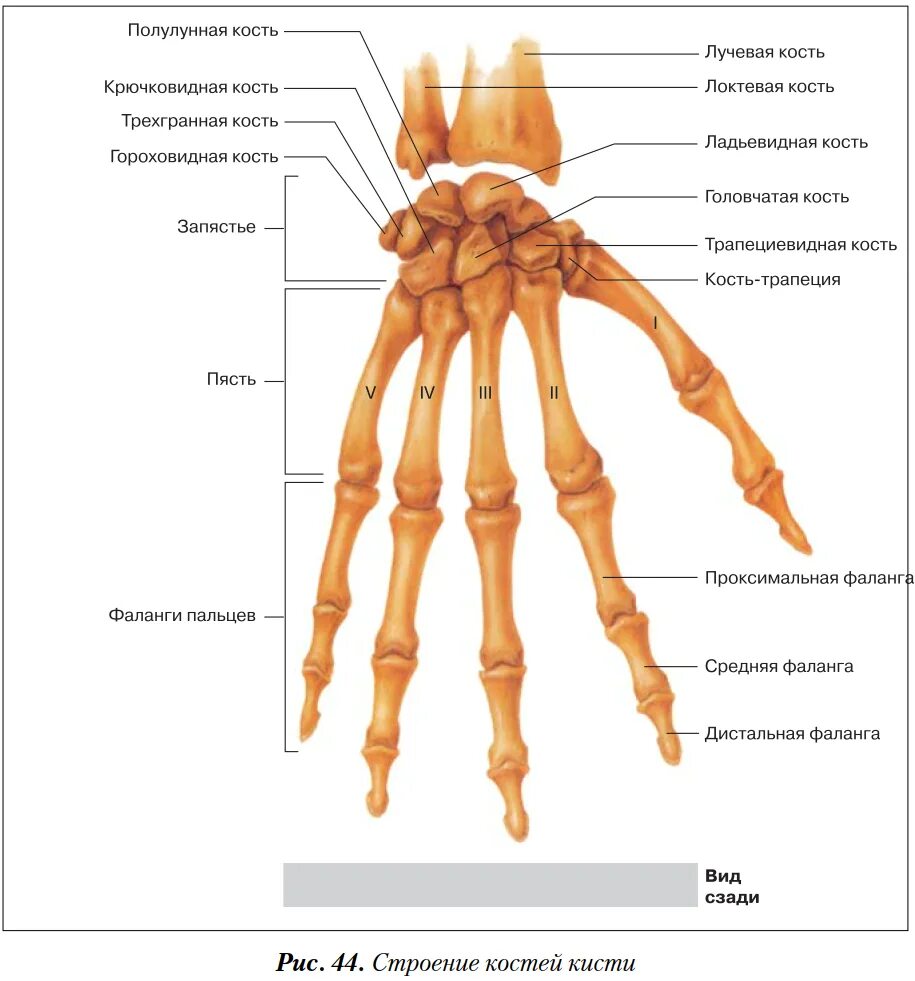 Пястная кость где находится фото Фаланги пальцев подвижные или неподвижные