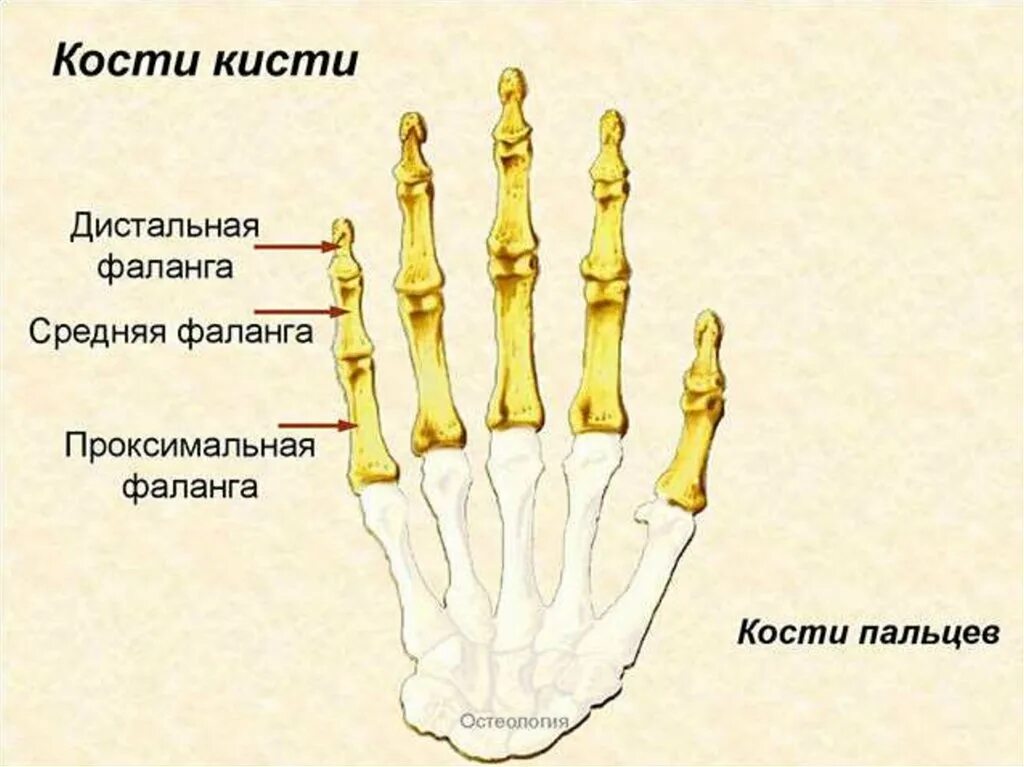 Пястная кость кисти фото Какие фаланги пальцев кисти