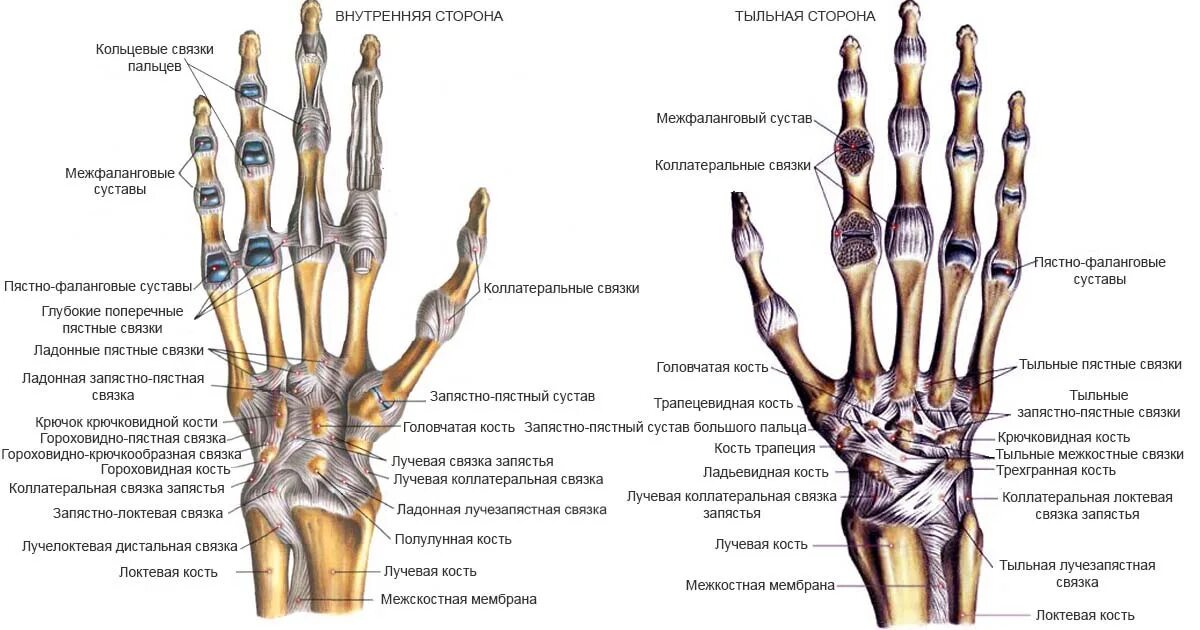 Пястная кость кисти фото Фотожурнал Руазел. Страница 1109456