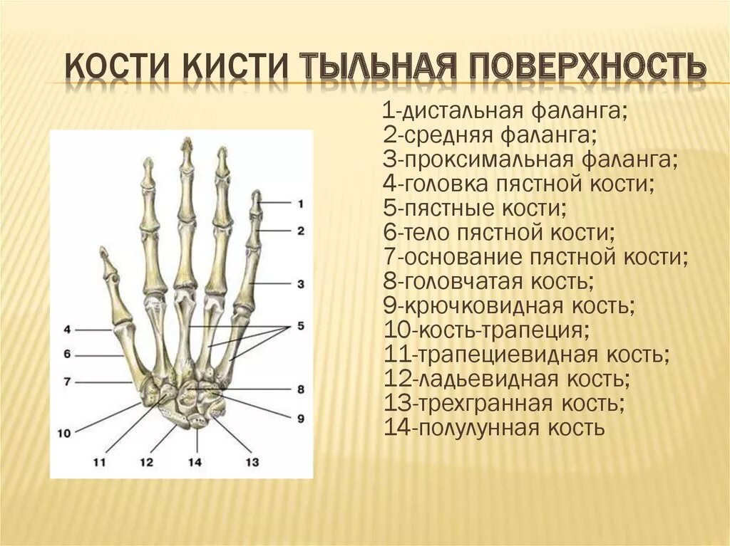 Пястная кость кисти фото Анатомия и физиология верхних конечностей - презентация онлайн 8D9