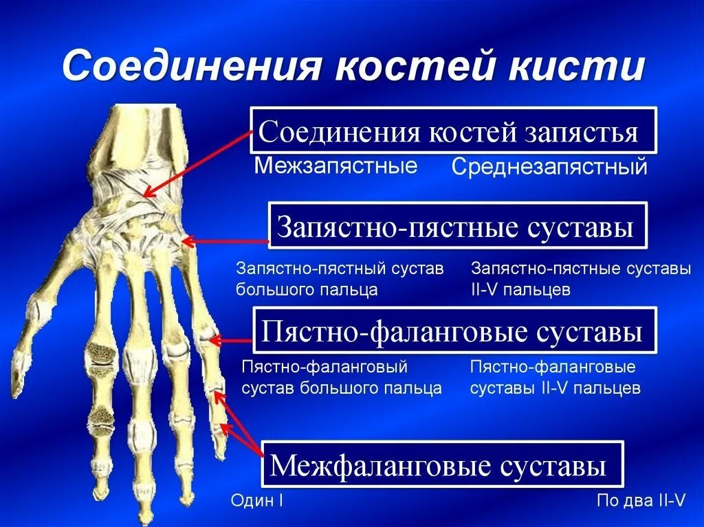 Пястная кость кисти фото Пястно фаланговые и межфаланговые суставы