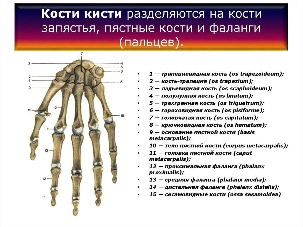 Пястная кость кисти фото Кости кисти 2023 Анатомия в картинках ВКонтакте