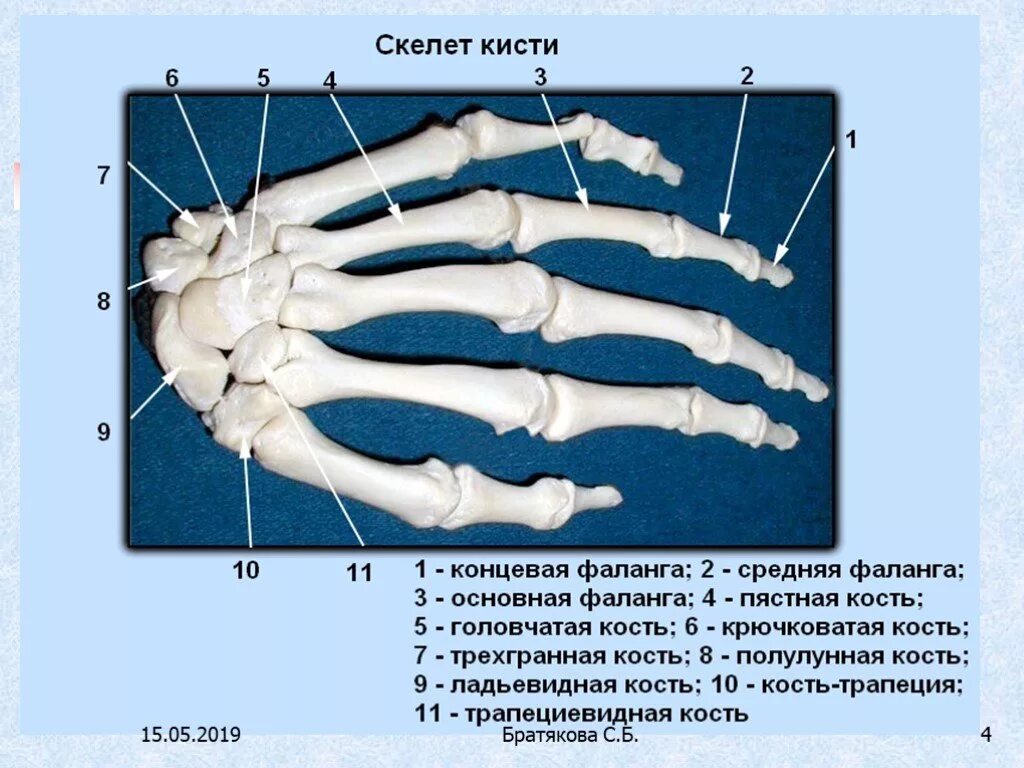 Основная фаланга указательного пальца рисунок