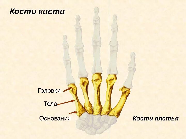 Пястная кость кисти фото Сустав руки: строение, анатомия, кровоснабжение