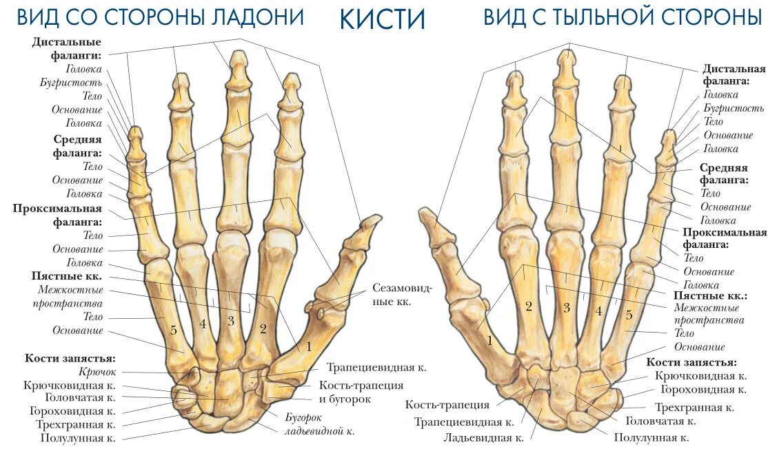 Пястная кость кисти фото Картинки КИСТЬ КОСТИ СКОЛЬКО