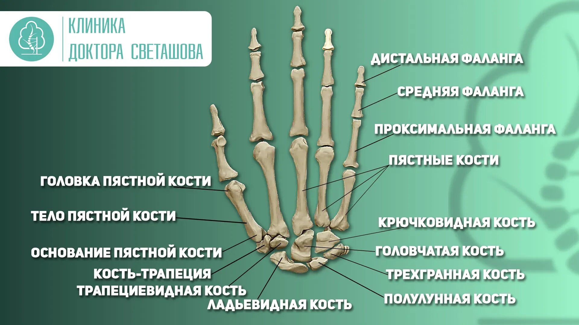 Пястная кость кисти фото Основная фаланга указательного пальца рисунок