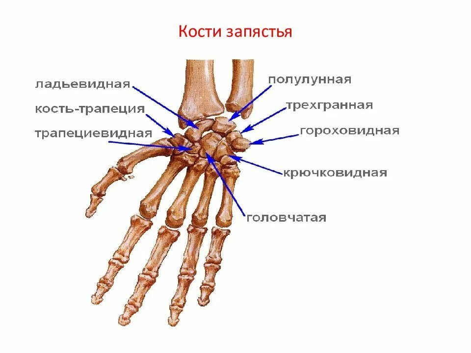 Пястная кость кисти фото Нкей кисти