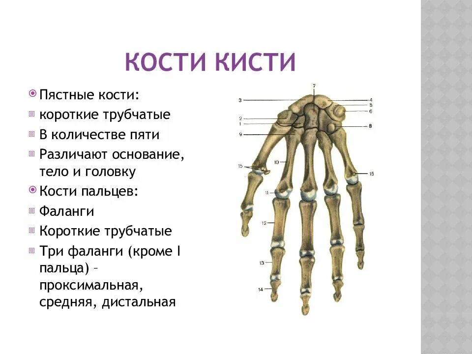 Пястная кость кисти где это фото 4 пястная кость кисти: найдено 88 картинок