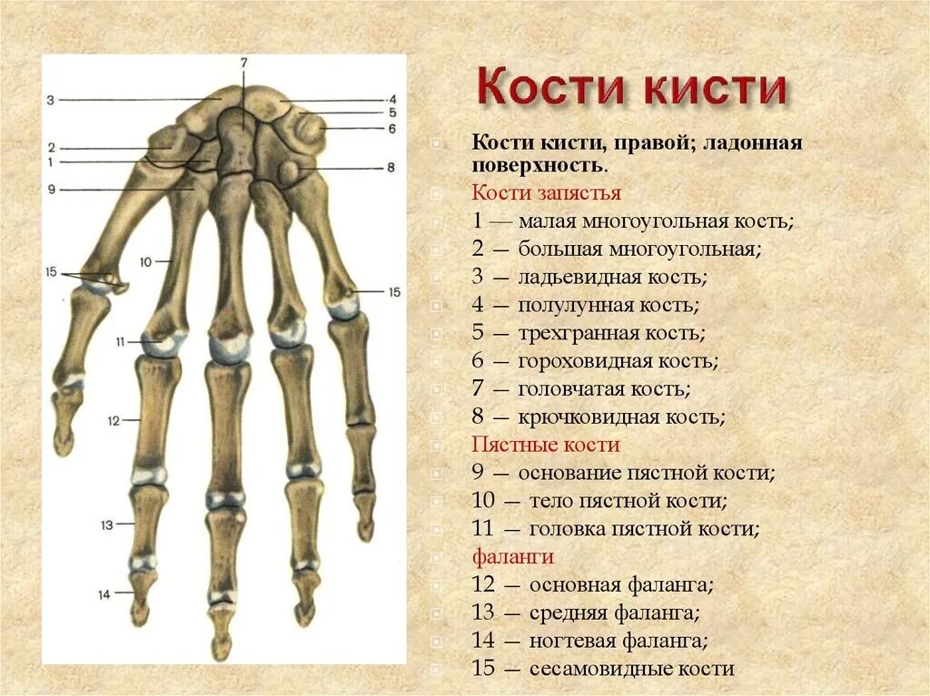 Пястная кость кисти где это фото Кости кисти 2023 Анатомия в картинках ВКонтакте