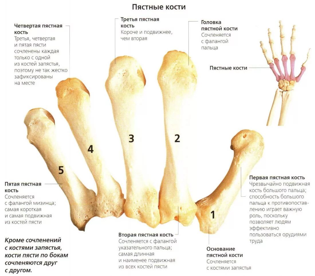 Пястная кость кисти где это находится фото Ортез для рук при переломі п'ястної кості: як подобрати? медичні товари і медтех