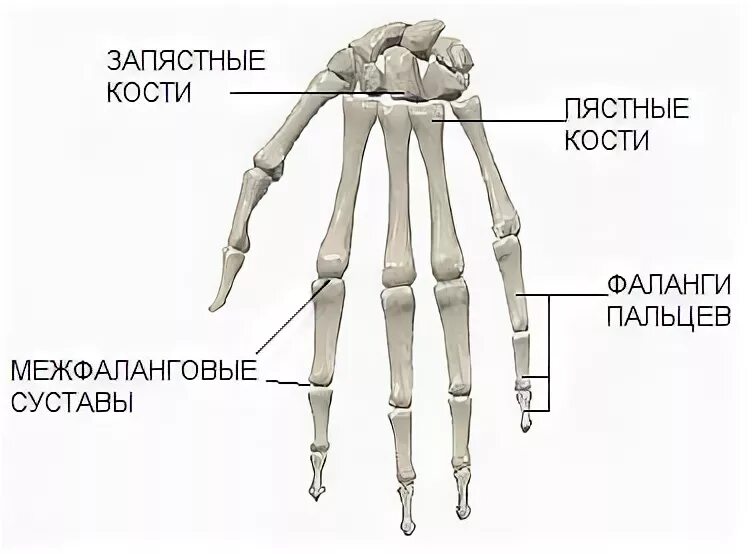 Пястная кость руки фото Ответы Mail.ru: Ответьте всего на один из вопросов, если ответите хотя бы на оди