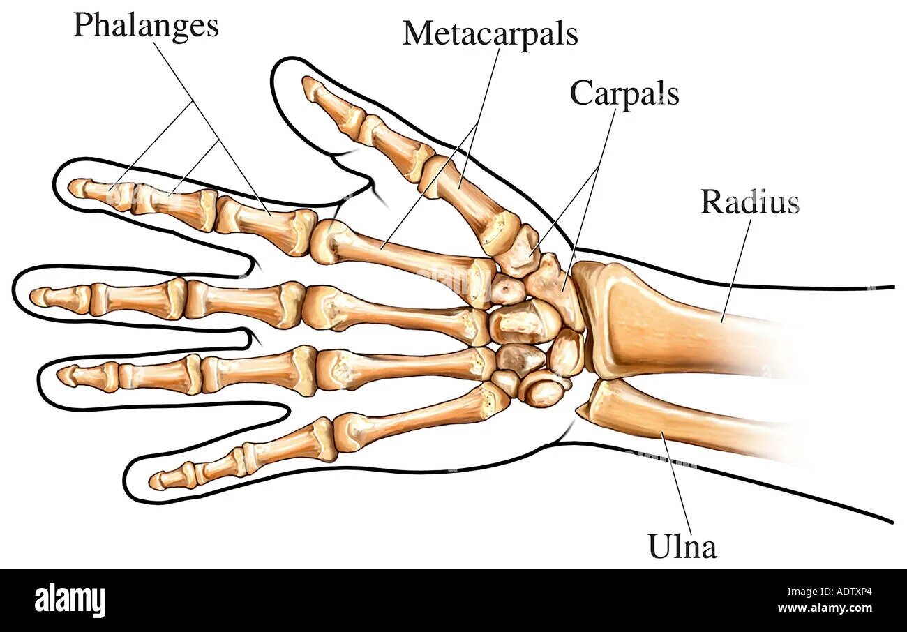 Пястная кость руки фото Metacarpal hi-res stock photography and images - Alamy