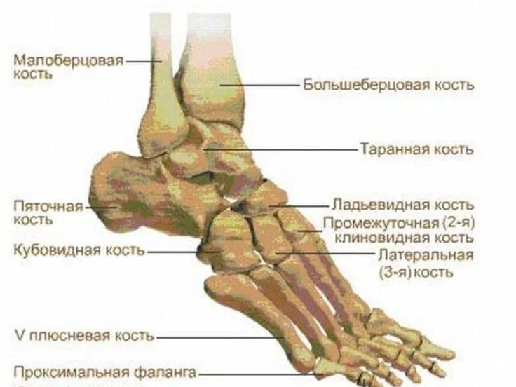 Пятая кость стопы фото Картинки по запросу кости стопы вид сверху Мануал, Человек, Картинки