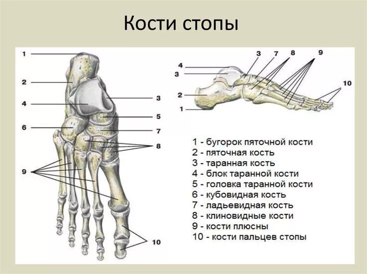 Пятая кость стопы фото Пин на доске Пластическая анатомия Судебная медицина, Уроки биологии, Научные ур