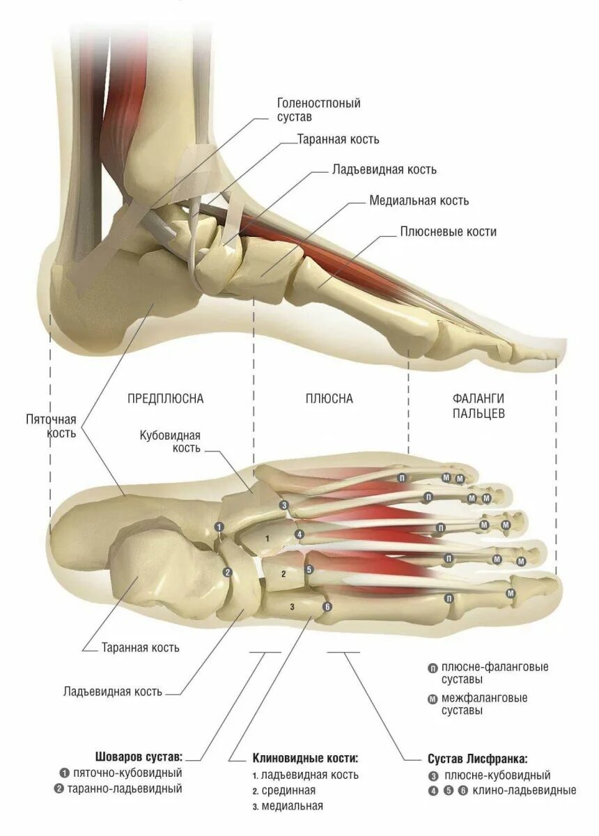 Пятая кость стопы фото БІЛЬ У ПЛЮСНЕФАЛАНГОВИХ СУСТАВАХ Foot Station