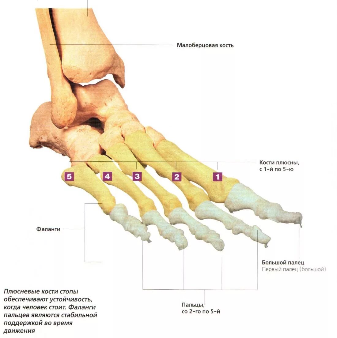 Пятая плюсневая кость стопы где находится фото Перейти на страницу с картинкой