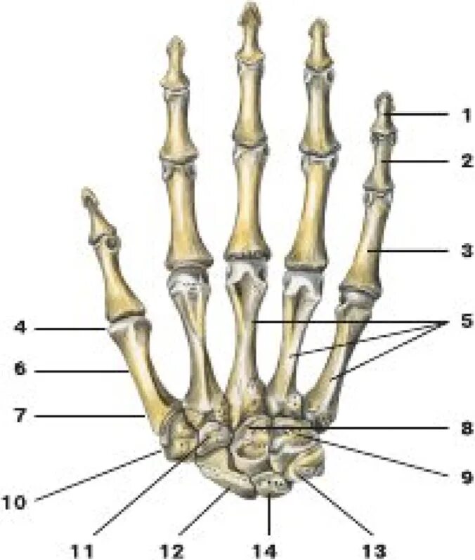 Пятая пястная кость фото Картинки ПЯСТНАЯ КОСТЬ ЛЕВОЙ КИСТИ