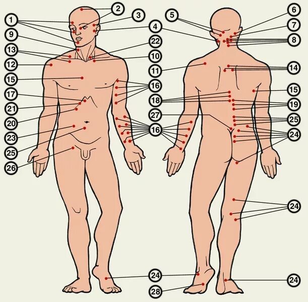 Пятая точка у человека фото БОЛЕВЫЕ ТОЧКИ - что такое в Медицинской энциклопедии