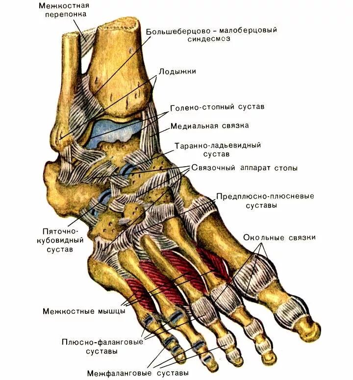 Пятка человека фото строение Стопа человека, её строение и заболевания и точки +Схемы костей и мышц