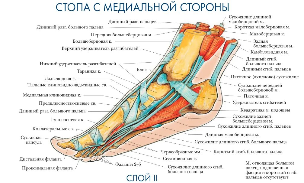 Пятка человека фото строение Картинки СТРОЕНИЕ СВЯЗОК СТОПЫ ЧЕЛОВЕКА СХЕМА