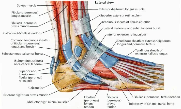 Пятка человека фото строение Peroneal Tendon Sheath Anatomy