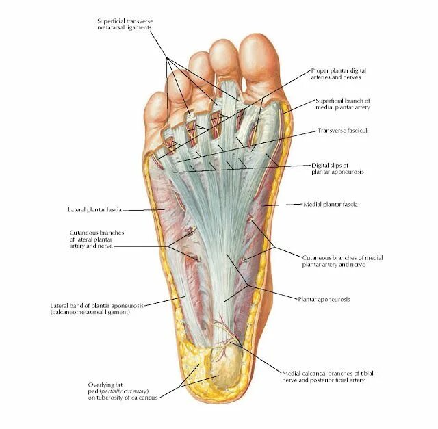 Пятка человека фото строение Plantar Region of Foot: Superficial Dissection Anatomy Superficial transverse me