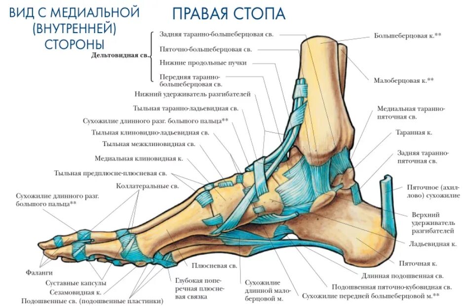 Пятка человека фото строение Картинки СТОПА ПЯТОЧНАЯ КОСТЬ